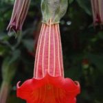 Sanguinea Red
