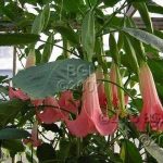Brugmansia 'Santa Rosa'