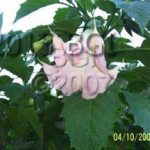 Brugmansia 'Sara Lynn'