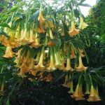 Brugmansia 'Sarah'