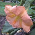 Brugmansia 'Sarah S'