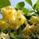Brugmansia 'Savannah'