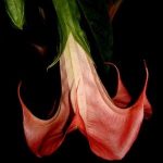 Brugmansia 'Savoy Truffle'