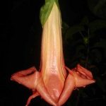 Brugmansia 'Scherezade'