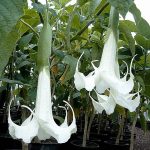 Brugmansia 'Schneesturm