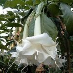 Brugmansia 'Schneewalzer'