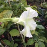 Brugmansia 'Schneewittchen'