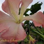Brugmansia 'Seastar'