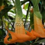 Brugmansia 'Seminole Moon'