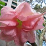 Brugmansia 'Senorita Rosada'