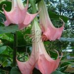 Brugmansia 'Serendipity'