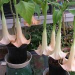 Brugmansia 'Shaman's Dream'