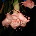 Brugmansia 'Shameless'