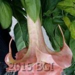 Brugmansia 'Shangrala'