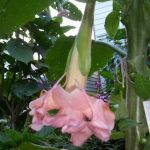 Brugmansia 'Shawnee's Legacy'