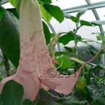 Brugmansia 'Sheer Bliss'