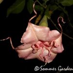 Brugmansia 'Shirley Temple'