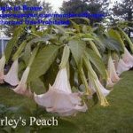 Brugmansia 'Shirley's Peach'