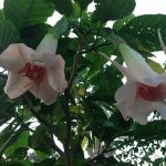 Brugmansia 'Shiver Me Timbers'