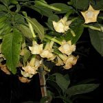 Brugmansia 'Shooting Star'