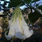 Brugmansia 'Shredded White Fantasy'