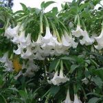 Brugmansia 'Siamese White'