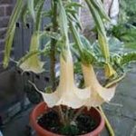 Brugmansia 'Sierra Nevada'
