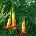 Brugmansia 'Signal'