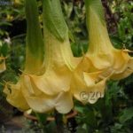 Brugmansia 'Signora Tonitto'
