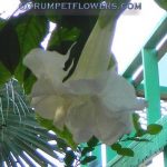 Brugmansia 'Silky Ballerina'