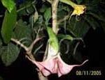 Brugmansia 'Simplicity'