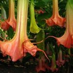 Brugmansia 'Sinfonie'