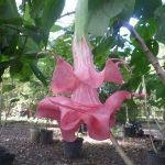 Brugmansia 'Sister Mamie'