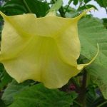 Brugmansia 'Slap Happy'
