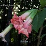 Brugmansia 'Snooty Lady'
