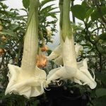 Brugmansia 'Snow Blitz'