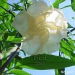 Brugmansia 'Snow Queen'