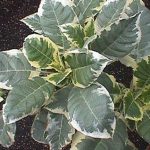 Brugmansia 'Snowbank'