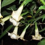 Brugmansia 'Snowcone'