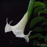 Brugmansia 'Snowhermit'