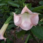 Brugmansia 'Snuggles'