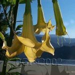 Brugmansia 'Solid Gold'
