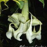 Brugmansia 'Sommer Breeze'