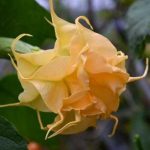 Brugmansia 'Sommer Gold'