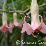 Brugmansia 'Sommer Joy'
