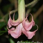 Brugmansia Sommer Lady