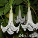 Brugmansia 'Sommer Moon'