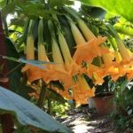 Brugmansia 'Squee'