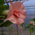 Brugmansia 'Star'