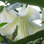 Brugmansia 'Star Dancer'